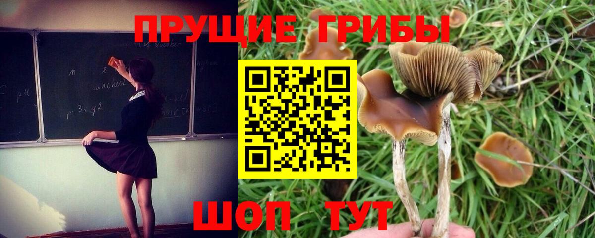 Сосновый Бор  Галлюциногенные грибы ЛСД  Вход с VPN  Псилоцибиновые грибы Psilocybine cubensis 